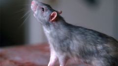 How can one distinguish rats from mice