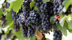 Как сделать пресс для винограда