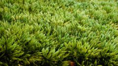 Как выбрать искусственную траву