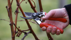 Как обрезать виноград в зиму