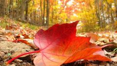 Почему листья скручиваются