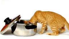 How to feed a cat with urolithiasis