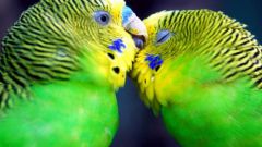 Как научить попугая-девочку говорить