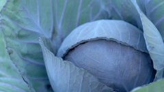 Как хранить свежую капусту