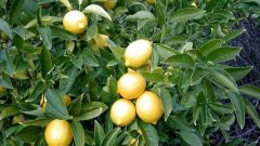 Как подрезать лимон