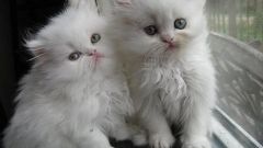 Как ухаживать за персидскими котятами