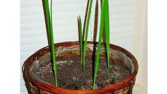 Как посадить финиковую пальму