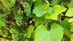 Как защитить виноград от болезней