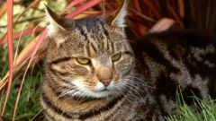 How to treat dermatitis in cats