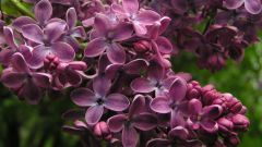 Why not lilac blooms