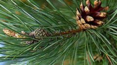 How to trim pine tree
