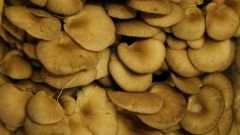 Как жарить грибы вешенки