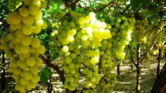 How to treat the grapes from aphids
