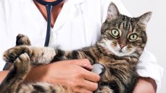 Как лечить стоматит у кошки