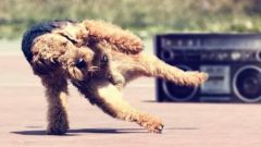 Как научить собаку танцевать