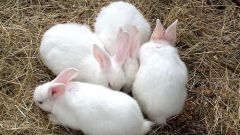 How to determine pregnancy in a rabbit