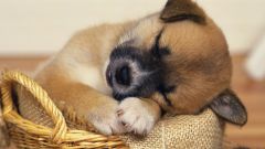 What to do if the puppy has diarrhea
