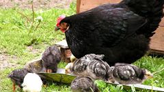 Why chickens lay eggs