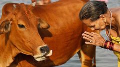 Почему корова - священное животное