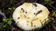 Как собирать грибы грузди