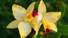 Как пересадить орхидею в горшок