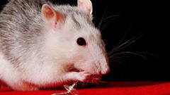Как кормить домашнюю крысу