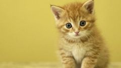 How to get rid of fleas in a kitten