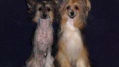 How to care for a Chinese crested dog