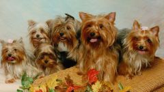 How to knit a Yorkshire Terrier