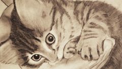 Как рисовать кошек карандашом