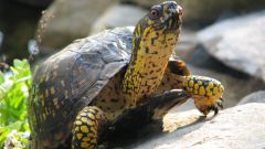Как определить возраст черепахи
