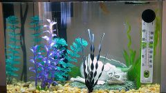How to decorate aquarium