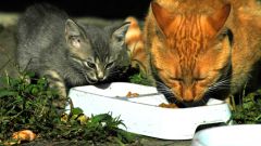Как кормить кота правильно