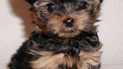 How to choose a Yorkshire Terrier