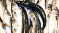 How to pickle mackerel