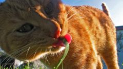 Как сажать траву для кошек