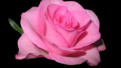 Как сделать розу из бисера