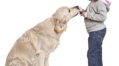 Как обучить собаку