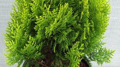 How to grow thuja from cuttings