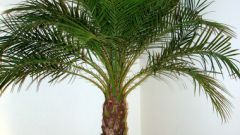 Как вырастить пальму