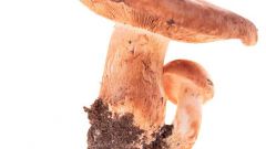 Как вырастить в домашних условиях грибы