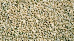 How to cook pearl barley for soup