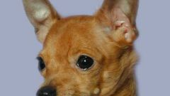 How to put ears toy Terrier