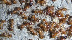 Как избавиться дома от муравьев