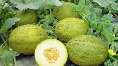 How to grow melon
