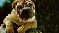 How to feed a Shar Pei