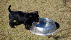 How to feed your puppy at the age of one month