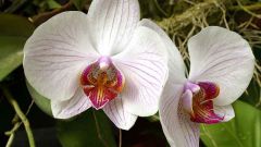 Как пересаживать орхидеи