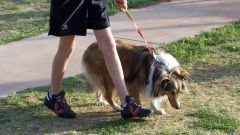 Как отучить собаку подбирать на улице