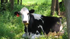 Как назвать корову